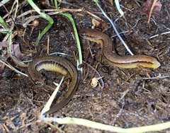 Eurycea chamberlaini