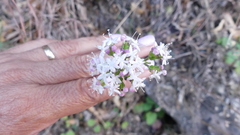 Valeriana arizonica