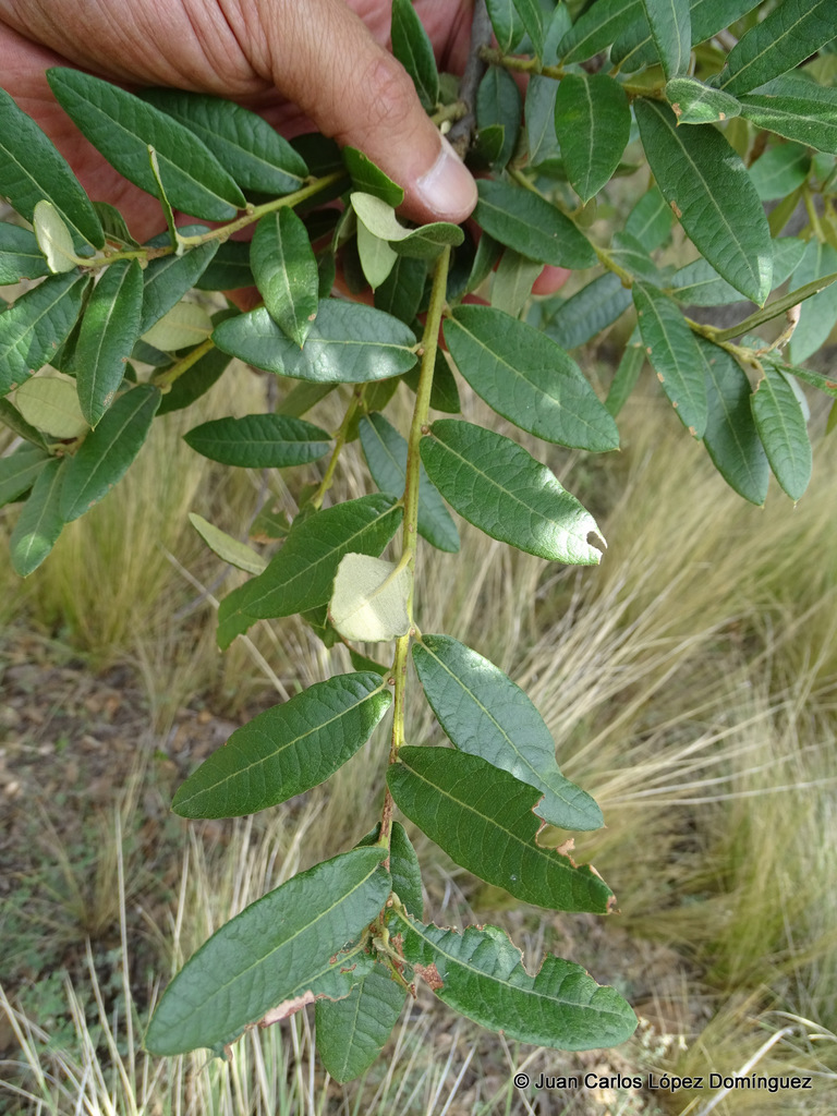 Quercus crassipes