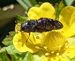 Acmaeoderini