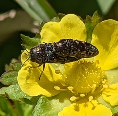 Acmaeoderini