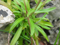 Erysimum corinthium