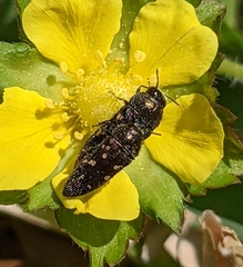 Acmaeoderini