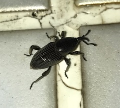 Cosmopolites sordidus