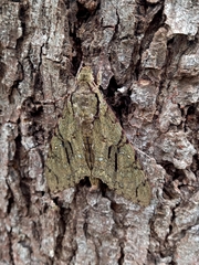 Cocytius lucifer