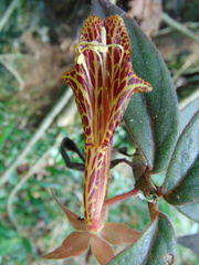 Columnea schiedeana
