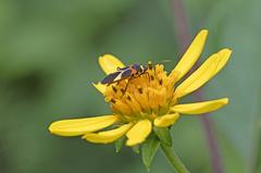 Craspeduchus variegatus