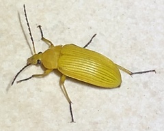 Cteniopinus hypocrita