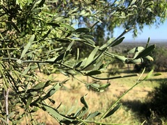 Citrus glauca