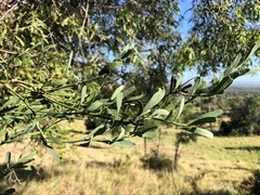 Citrus glauca