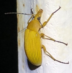 Cteniopinus hypocrita