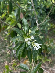 Cestrum diurnum