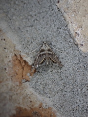 Neocataclysta magnificalis
