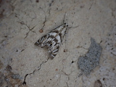 Neocataclysta magnificalis