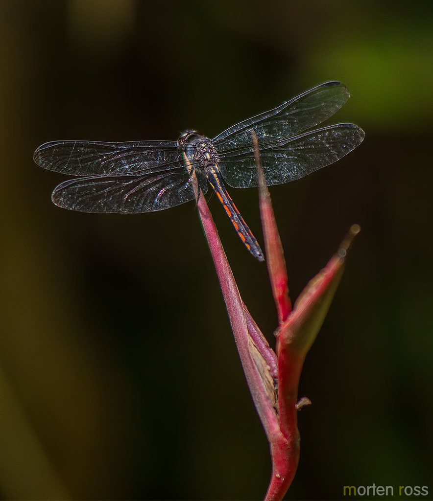 Orthemis cultriformis