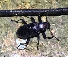 Derosphaerus sinensis