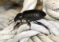 Derosphaerus sinensis