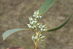 Eucalyptus luculenta