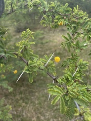 Vachellia tortuosa