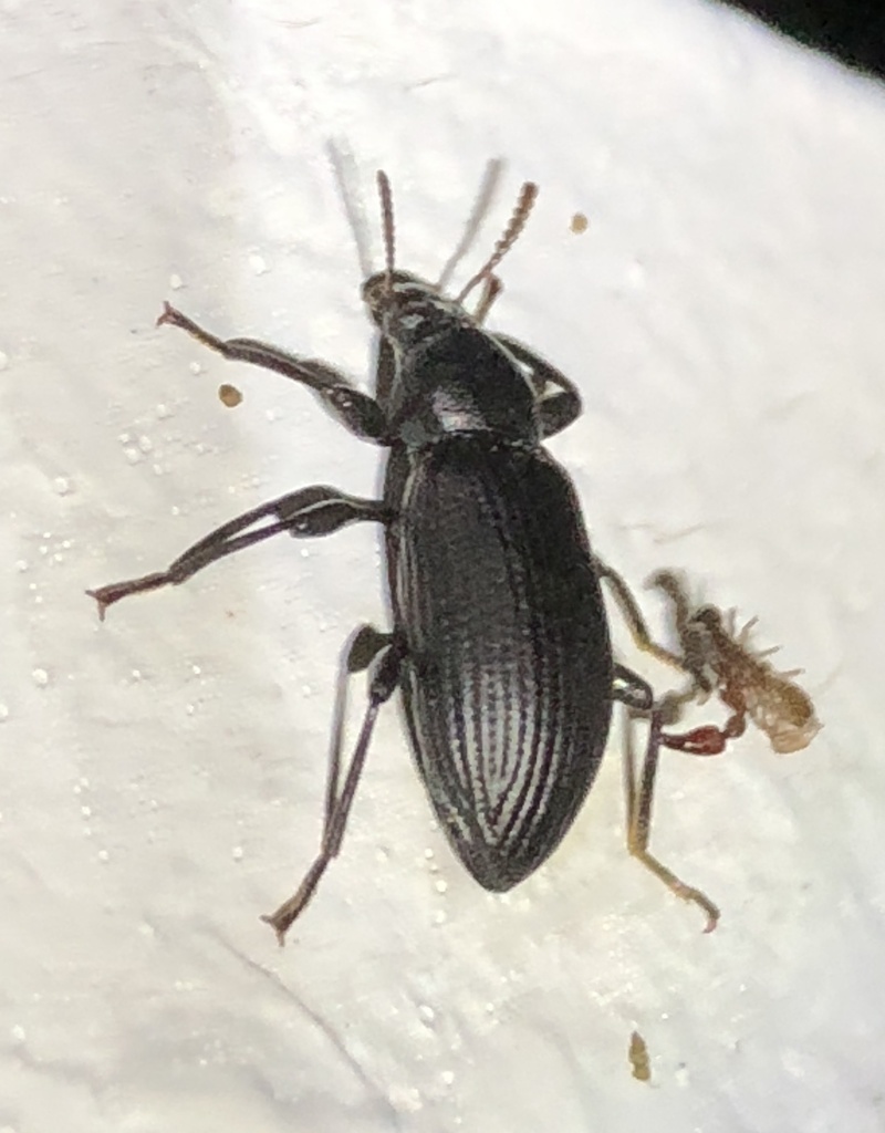Derosphaerus rotundicollis