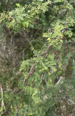 Vachellia tortuosa