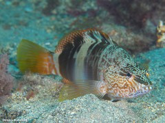 Serranus papilionaceus