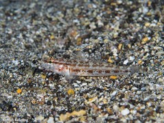 Gobius gasteveni