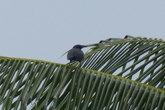 Corvus unicolor