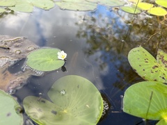 Nymphoides aquatica