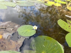 Nymphoides aquatica
