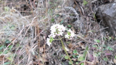 Valeriana arizonica