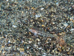 Vanneaugobius canariensis
