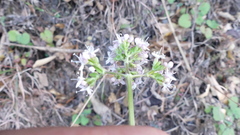 Valeriana arizonica