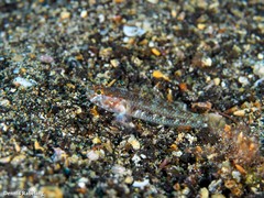 Vanneaugobius canariensis