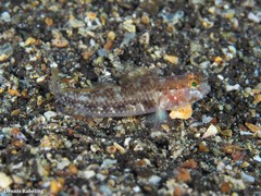 Vanneaugobius canariensis