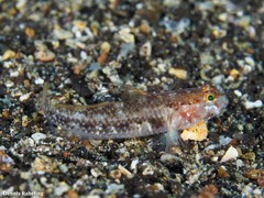 Vanneaugobius canariensis