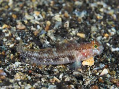 Vanneaugobius canariensis