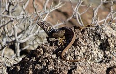 Crotaphytus vestigium