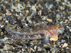 Vanneaugobius canariensis