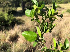 Parsonsia rotata