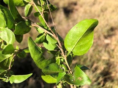 Parsonsia rotata