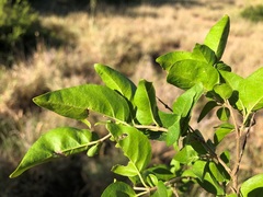 Parsonsia rotata