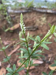 Polygala asperuloides
