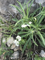Valerianella amarella