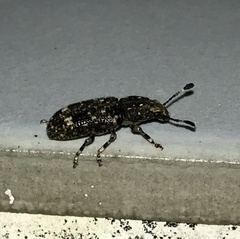 Eucorynus crassicornis