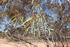 Eucalyptus gracilis