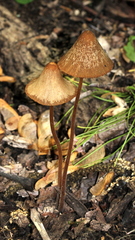 Conocybe velutipes