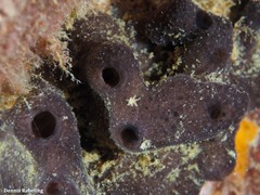 Chalinula parasimulans