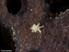 Amphipholis squamata