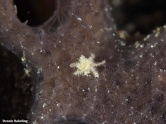 Amphipholis squamata